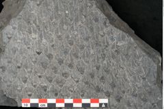 Foto (Detailansicht) von Lepidodendron sp.  (NHMW-GEO-2024-0188-11029)